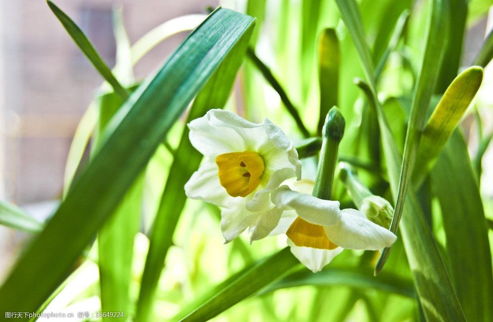 关键词:自家阳台上的水仙花 花蕾 含苞待放 绿色水仙 黄白花朵 尼康