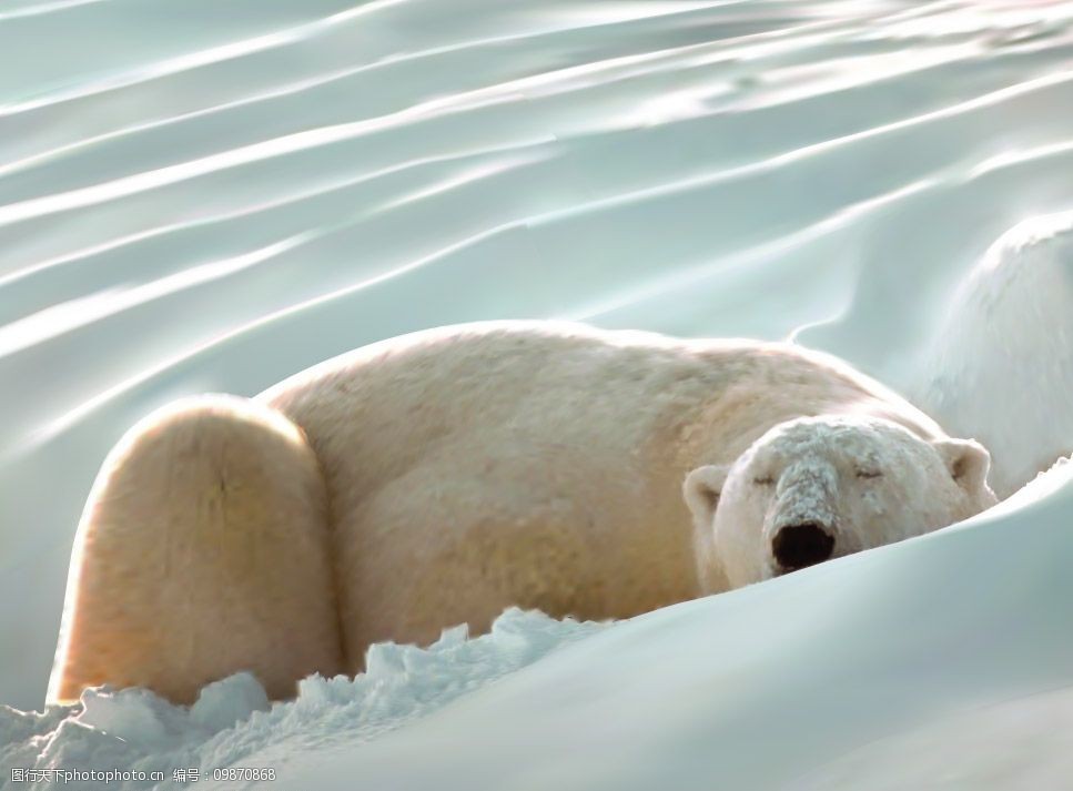 逼真的矢量北极熊图片