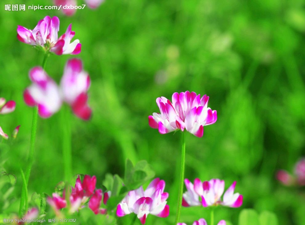 关键词:紫云英 翘摇 红花草 花 植物 清新 草本 玫红 紫红 生物世界