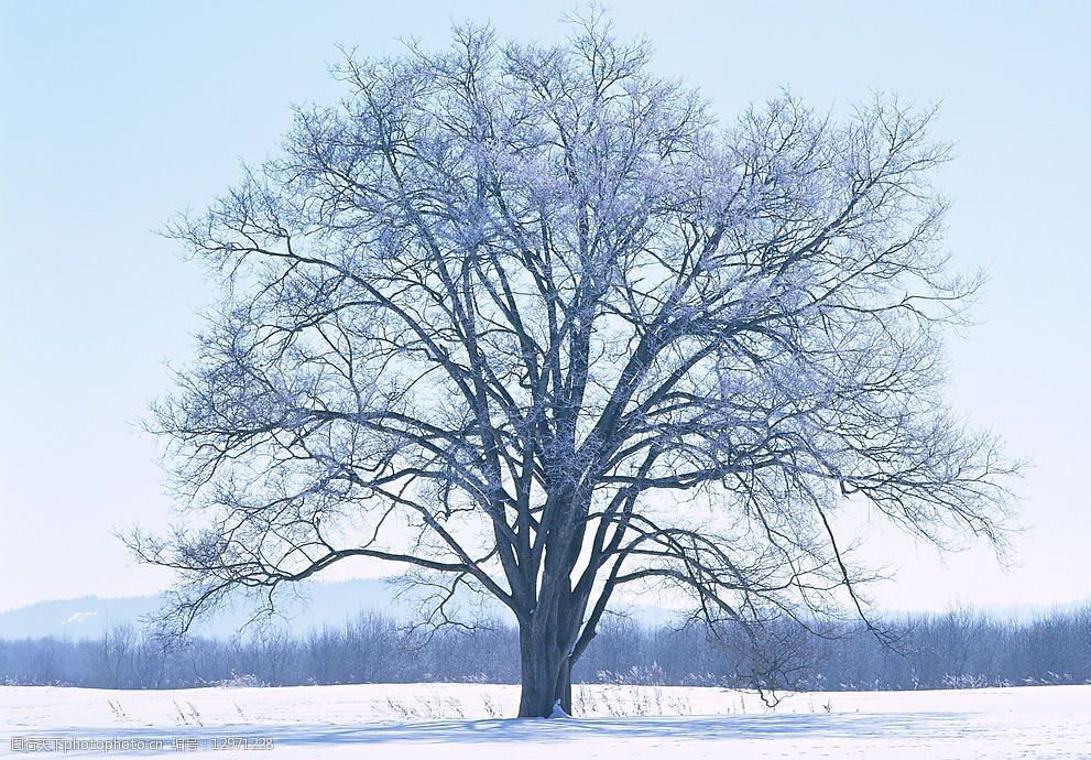 雪地里的小树图片
