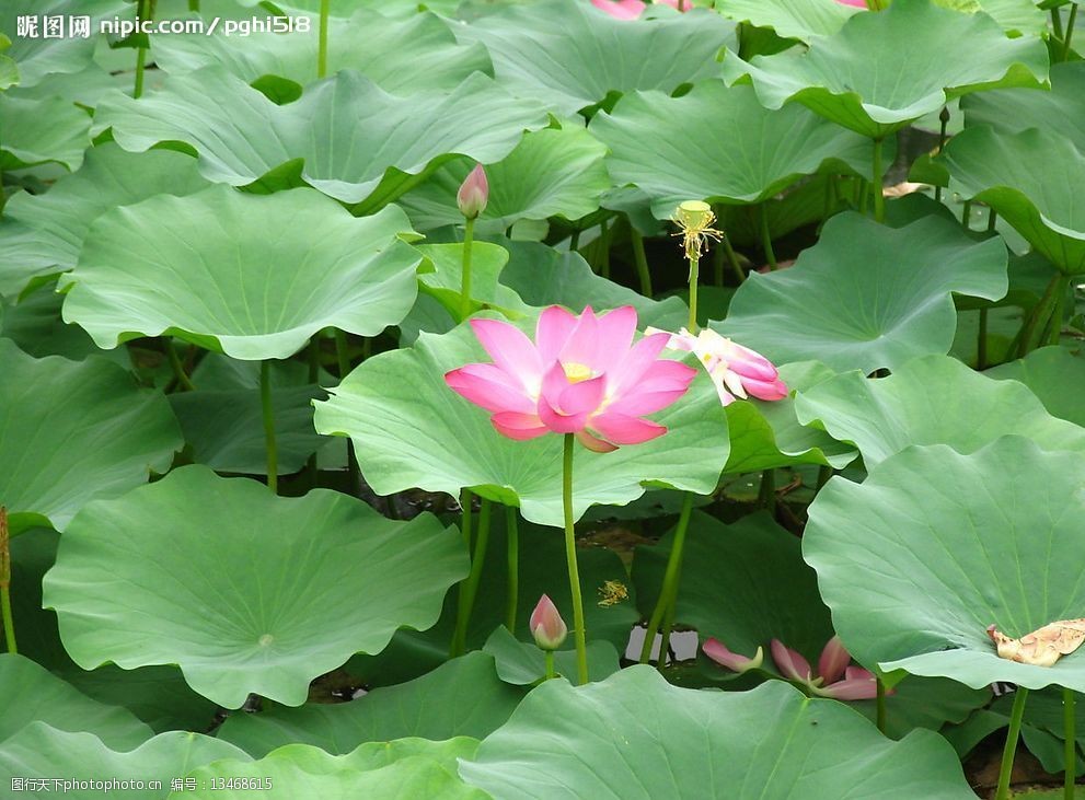 蓮花出水圖片