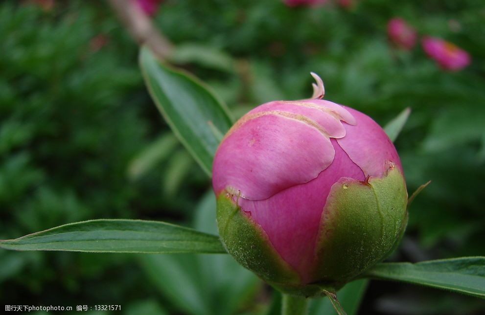 綻放的花朵圖片