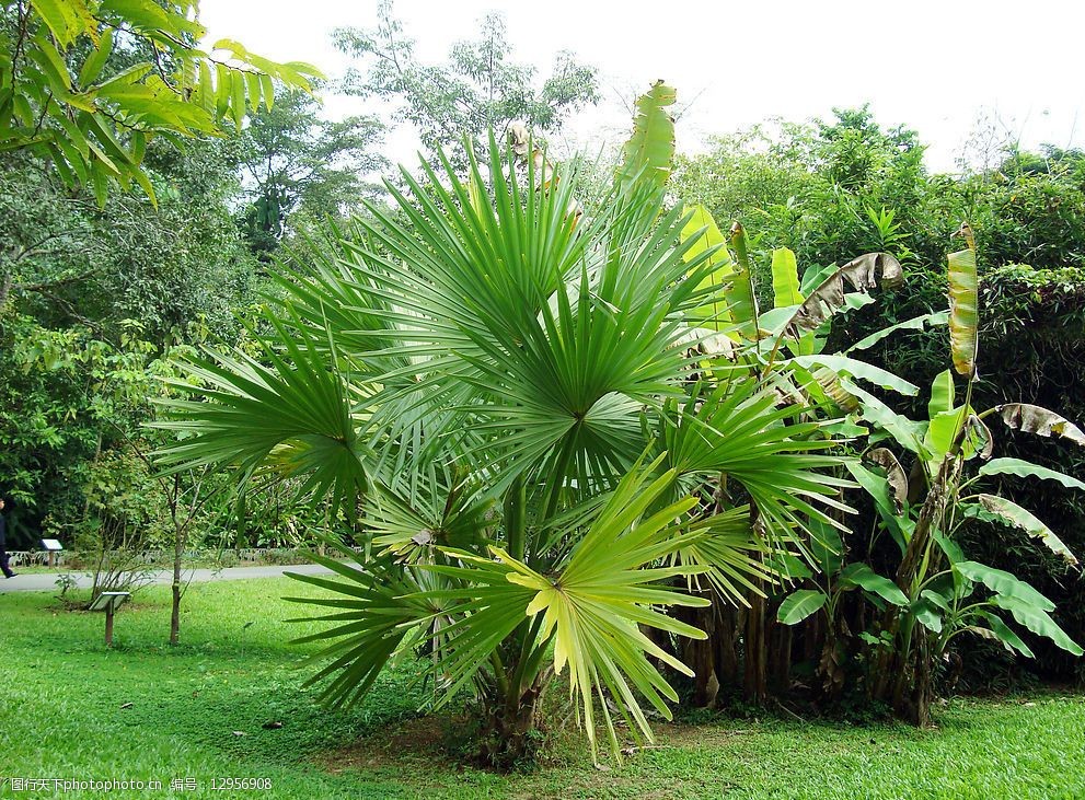 西雙版納熱帶植物圖片