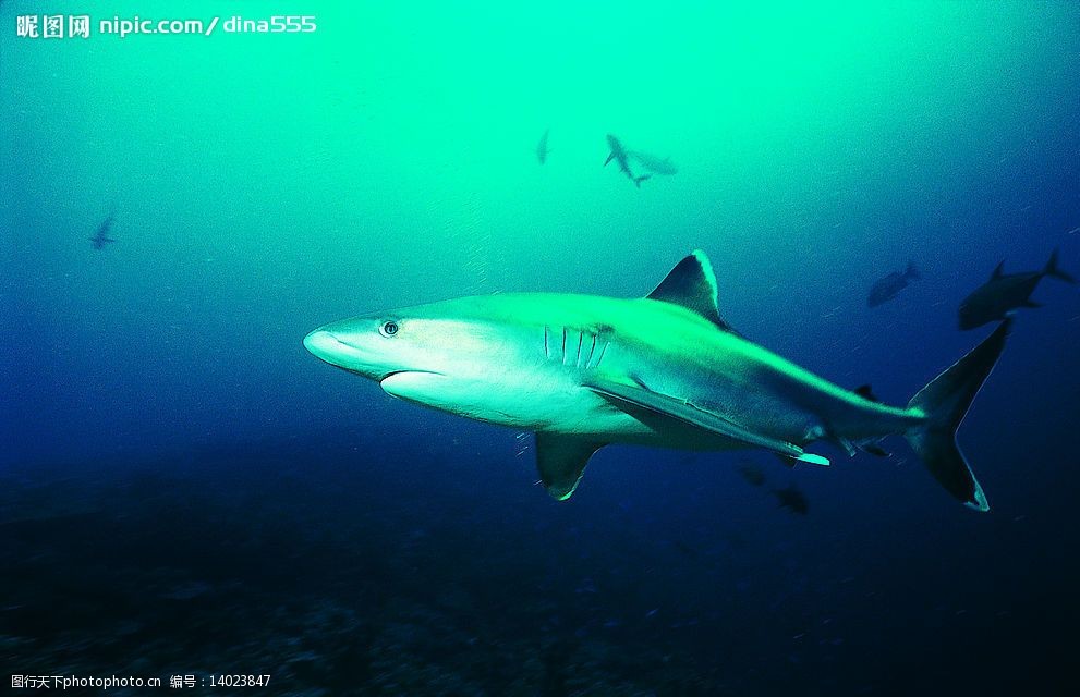 鲨鱼33 海底世界 海底动物 海洋 鱼 鲨鱼 生物世界 海洋生物 摄影图库