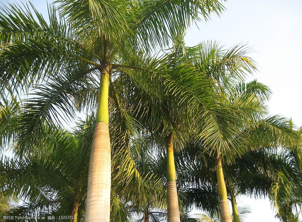 热带树木名称对照图片图片