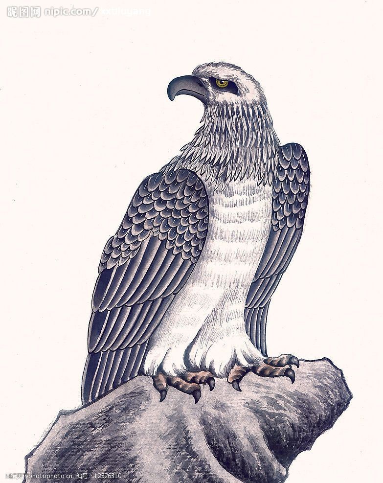 关键词:国画飞禽走兽33 动物 鹰 文化艺术 绘画书法 设计图库 72dpi