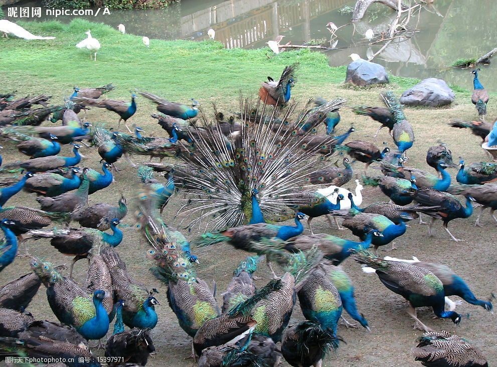 孔雀群图片