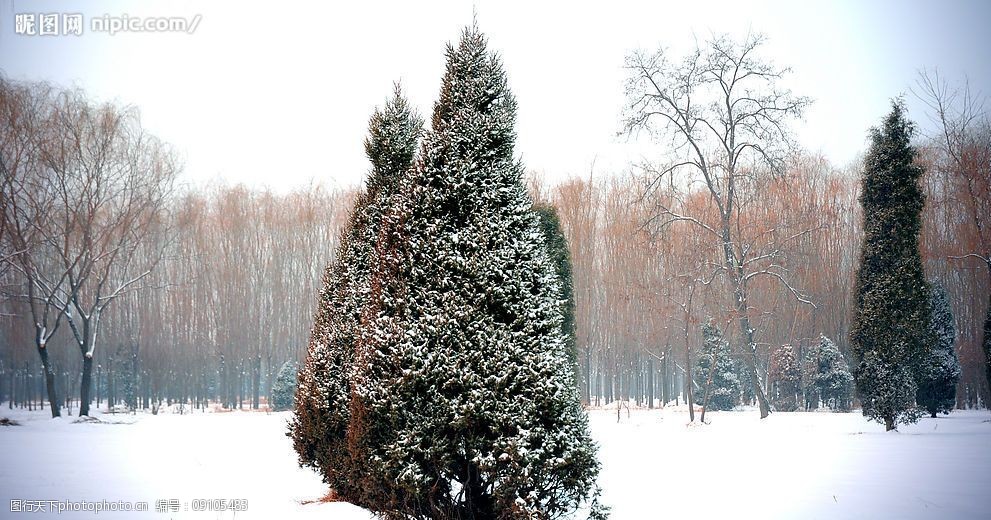 關鍵詞:雪地中的松樹 白雪 松樹 楊樹林 柳樹 冬天 槐樹 自然景觀