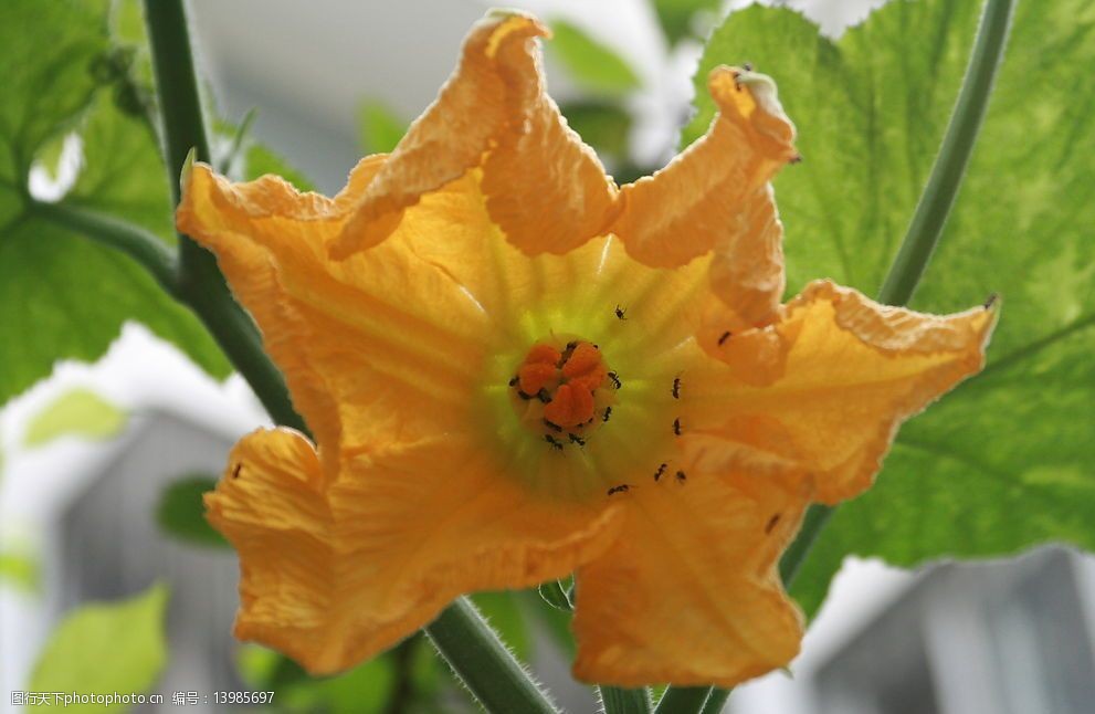 南瓜雌蕊雄蕊的花图片图片