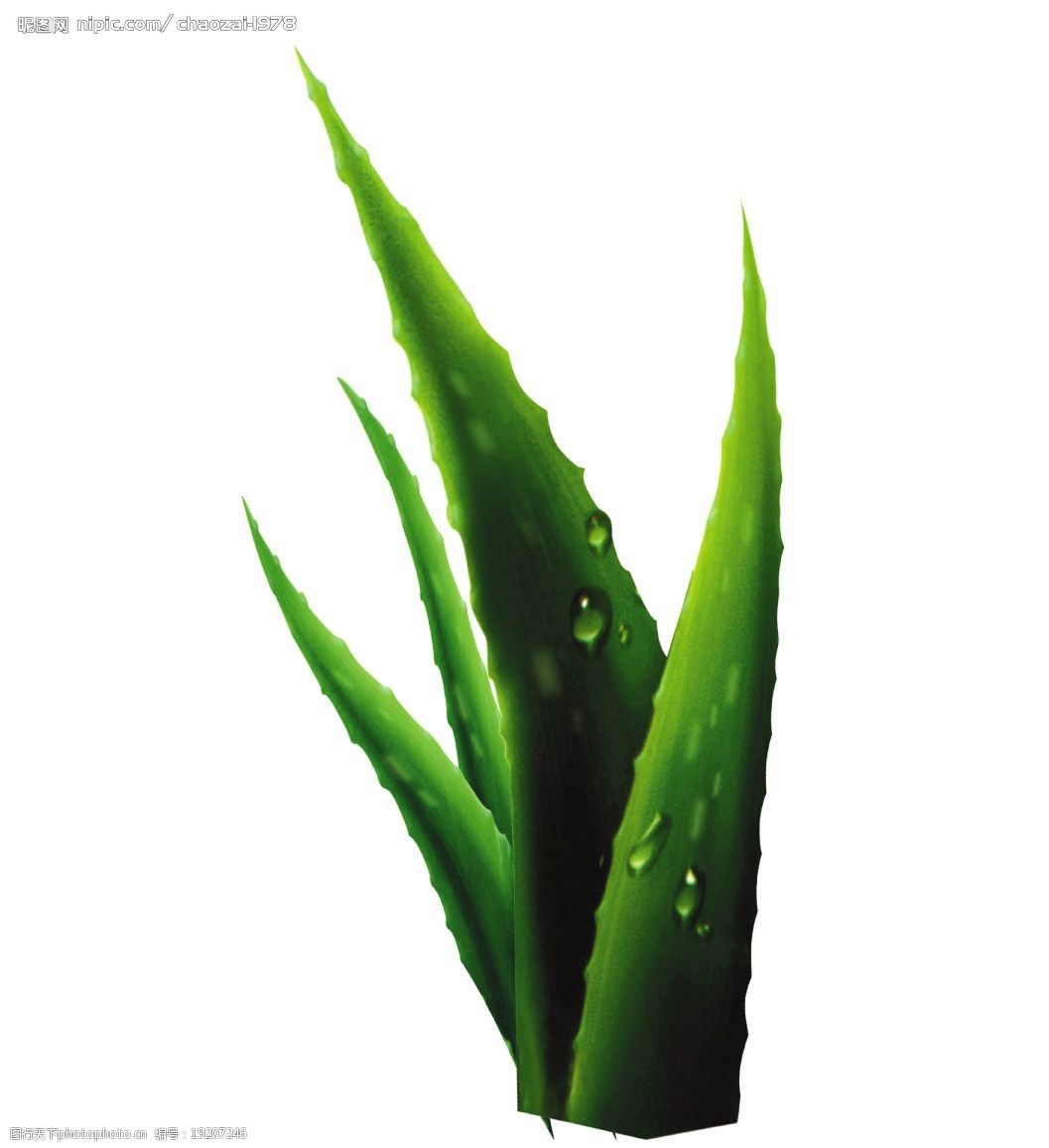 超清晰芦荟分层素材大图图片
