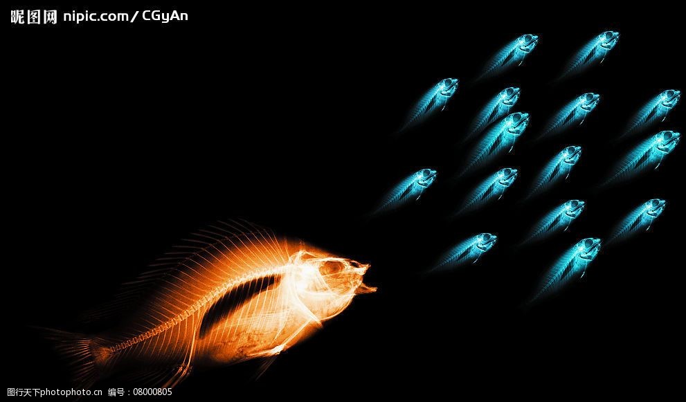 骨骼鱼透视x光科技鱼群图片