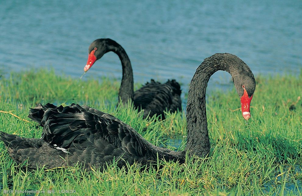 关键词:黑天鹅 鸟 动物 飞鸟 国家保护 自然 物种 鸟类 飞禽 湖面