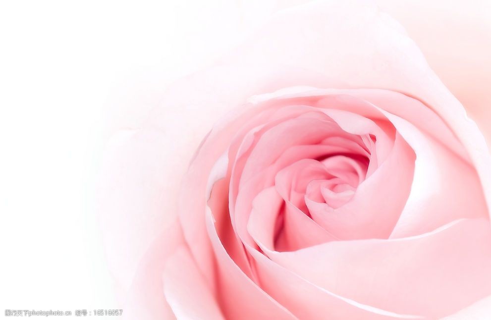 粉红色玫瑰花图图片
