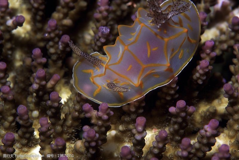 深海動物0127