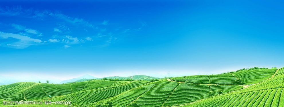 万亩茶山风光图片