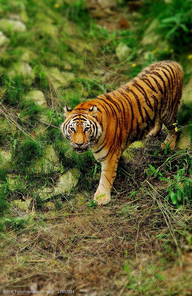 景阳冈 猛虎图片