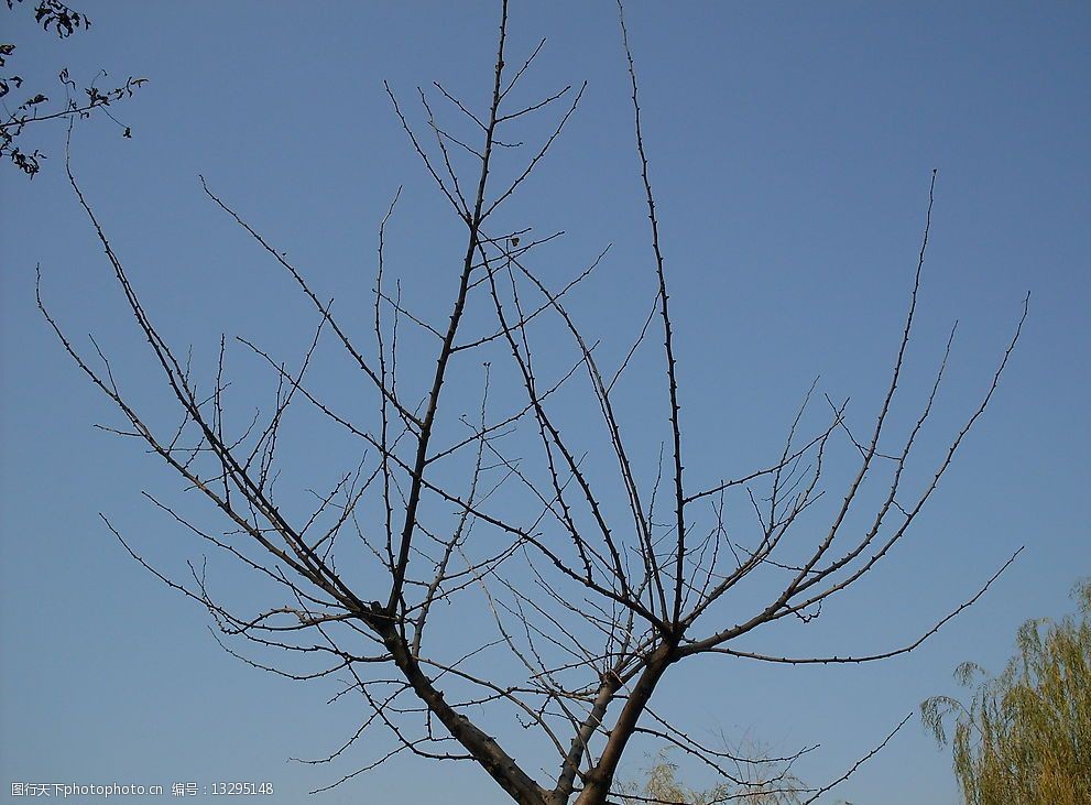 关键词:树枝 干枯 天空 蓝色 自然景观 自然风景 摄影图库 96dpi jpg