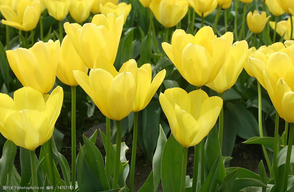 黄郁金香图片