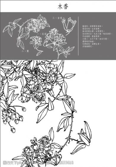 木香花简笔画图片