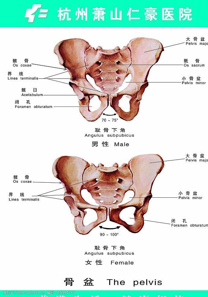 骨盆平面图图片