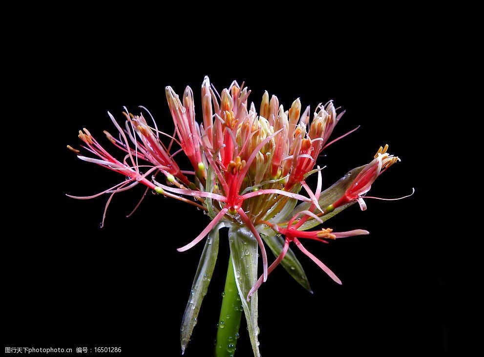 關鍵詞:半開的球花005 花素材 黑底花素材 生物世界 花草 攝影圖庫