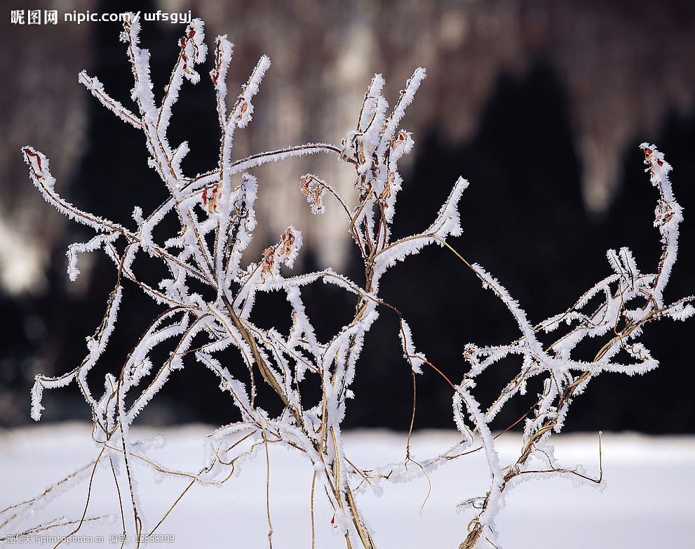 白色冬景挂雪的草小草图片