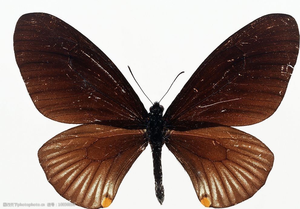 关键词:美丽的蝴蝶 昆虫 标本 生物世界 设计图库 72dpi jpg