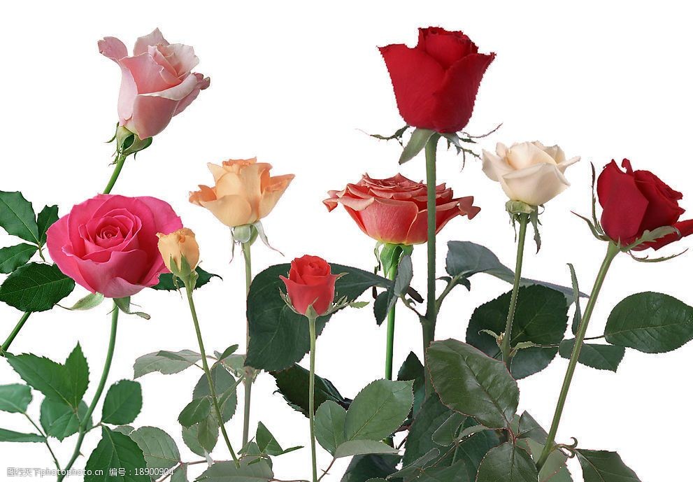 九朵玫瑰花2图片