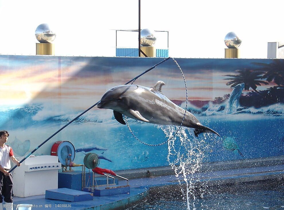 海豚跳跃大圈图片