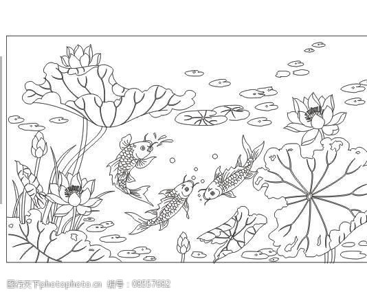 荷花鲤鱼图片