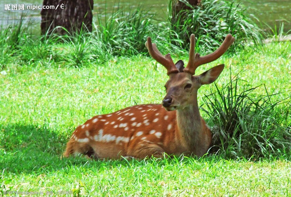 关键词:梅花鹿 动物 自然景观 生物世界 野生动物 摄影图库 300dpi