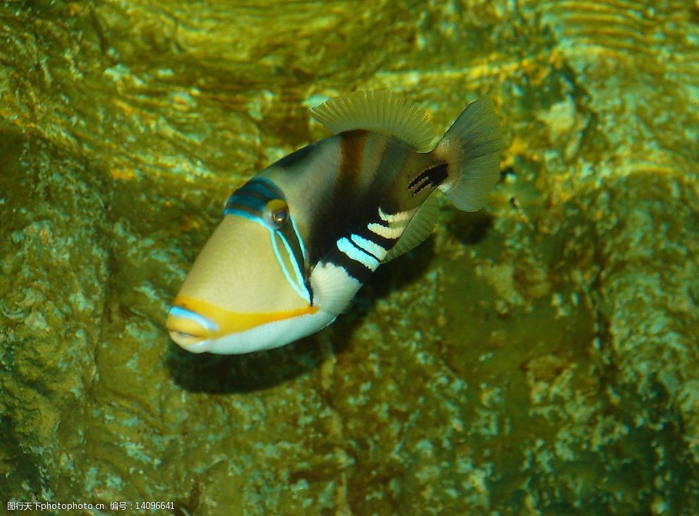 關鍵詞:畢加索扳機魨 海洋生物 海水觀賞魚 魚 生物世界 魚類 攝影