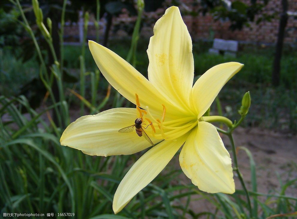 蜜蜂与黄花菜5图片