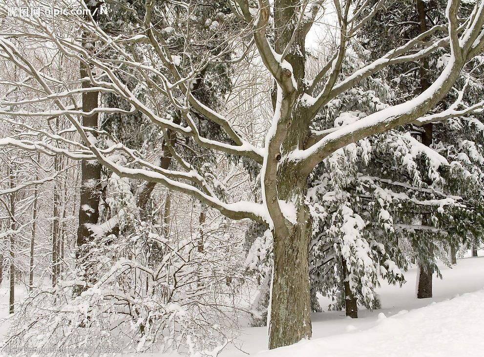 风景图片 高清风景图片 自然风光 大自然 自然风景图片 nature 枯树