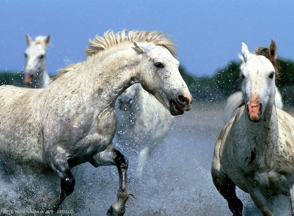 白龙马图片图片-图行天下图库