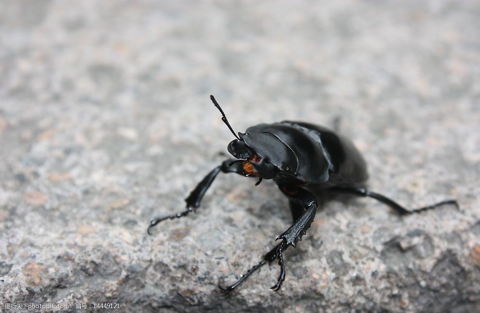 关键词:屎壳郎 虫 石头上 黑色 甲虫 正面 微距 生物世界 昆虫 摄影