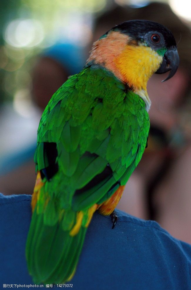 关键词:黑头海克鹦鹉 生物 飞禽 鸟类 鹦形目 鹦鹉科 世界各地禽鸟